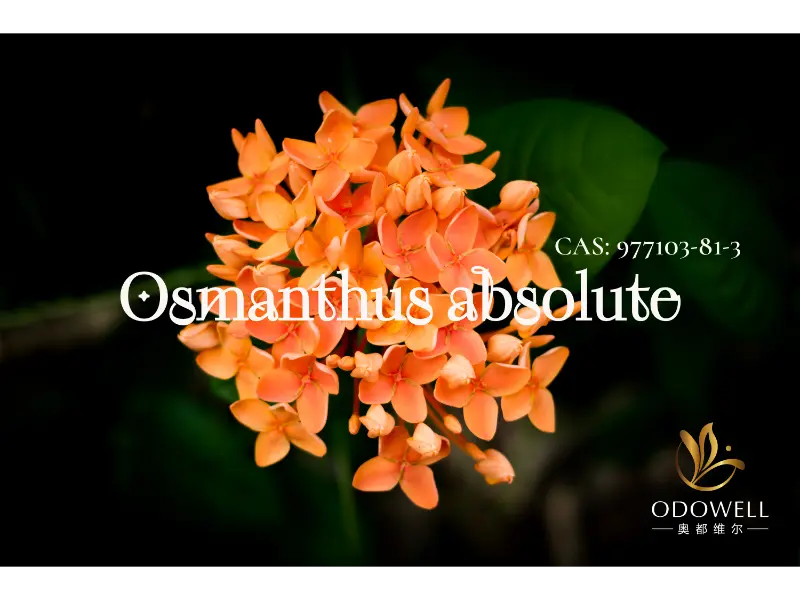 Osmanthus Absoluta - ODOWELL-en sinadura naturala ekialdeko lore dotoreetarako